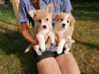 welsh corgi �t��ata