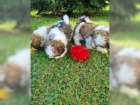  Rozko�n� Shih Tzu bez PP