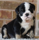 �t��ata anglick�ho buldoka jsou p�ipravena na nov� �t��ata.