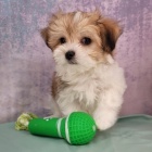 Havansk� �t��ata jsou p�ipravena na nov� rodiny