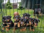 Doberman Pinscher �t�n� k dispozici