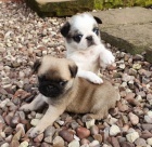 Prod�m kr�sn� �t���tka MU�I A �ENY b�ov�ho mopsl�ka