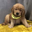 Prod�m �t��ata Zlat�ho Retr�vra.