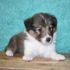 Prod�m kr�sn� a zdrav� �t��ata Australsk�ho ov��ka.