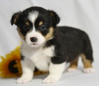 prodej and�lsk�ch �t��at Pembroke Welsh Corgi.