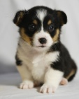 prodej and�lsk�ch �t��at Pembroke Welsh Corgi.