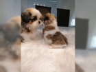 �t��ata Shih-Tzu