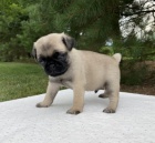 Prod�m �t��ata b�ov�ho mopsl�ka