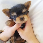 prodej �t��at mini yorkie (YT).