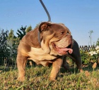 Anglick� buldok �t��ata