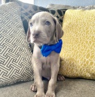 Zdrav MODR vmarsk ohae tata na prodej