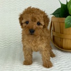 Prod�m �t���tka trpasl�k� a mini pudl�.