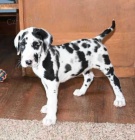 Prod�m zdrav� a kr�sn� �t���tka n�meck� dogy a samce.