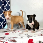 kr�sn� �t��ata anglick�ho bulteri�ra na prodej.