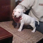 kr�sn� �t��ata anglick�ho bulteri�ra na prodej.