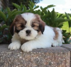 Prod�m kr�sn� �t���tka mini SHIH TZU