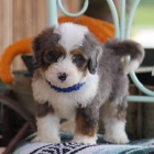 Kr�sn� �t���tka Bernedoodle k dispozici a p�ipraven� k prodeji.