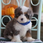 Kr�sn� �t���tka Bernedoodle k dispozici a p�ipraven� k prodeji.