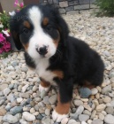 �t���tka Bernsk�ho Sala�nick�ho psa k adopci.