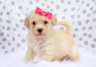 Mini pejsek a fenka Bichon Poo Štěňátka k adopci. Mini pejsek a fenka Bichon Poo Štěňátka k adopci.