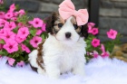 Prodám mini štěňátka CAVACHON samce a samice. Prodám mini štěňátka CAVACHON samce a samice.