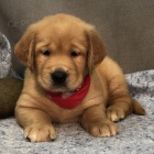 MINI ZDRAV� a O�KOVAN� �t��ata zlat�ho retr�vra na prodej.