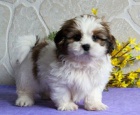 štěňata shih tzu štěňata shih tzu
