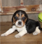 Beagle �t���tka jsou p�ipravena poznat nov� rodiny.