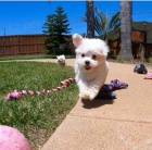 maltská štěňátka k adopci maltská štěňátka k adopci