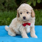 Prodám štěňata Mini Bichon Poo Prodám štěňata Mini Bichon Poo