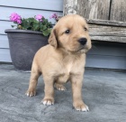 �t��ata zlat�ho retr�vra na prodej.