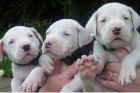 Prod�m ZDRAV� a O�KOVAN� �t��ata Dogo Argentino.
