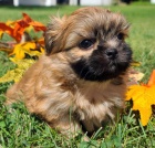 na prodej hygienicky a soci�ln� vy�kolen� �t��ata MINI SHIH TZU