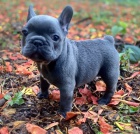 Prodám ZDRAVÁ a OČKOVANÁ štěňata francouzského buldoka MINI. Prodám ZDRAVÁ a OČKOVANÁ štěňata francouzského buldoka MINI.