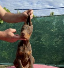 DOBERMAN �t��ata