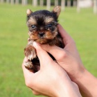 Prodám mini toy štěňátka Yorkie Prodám mini toy štěňátka Yorkie