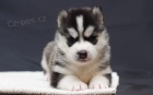 Zdrav� a kr�sn� sibi�sk� husky s kr�sn�ma modr�ma o�ima na prodej.