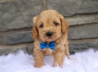 �T��ATA CAVAPOO na prodej.