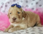 MINIATURN� �T��ATA LABRADOODLE na prodej.