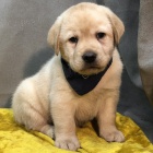 Prod�m �t��ata Labradorsk�ho retr�vra.