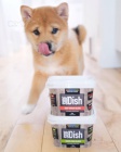 Prod�m �t��ata MINI Shiba Inu