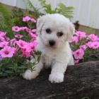 Štěňata Bichon Frise Štěňata Bichon Frise
