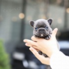 mini Francouzský buldok mini Francouzský buldok