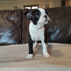 Bostonsk� teri�r �t��ata na prodej