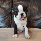 Bostonsk� teri�r �t��ata na prodej