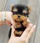 na prodej mini mini šálek yorkshire teriéra. na prodej mini mini šálek yorkshire teriéra.