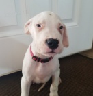Kr�sn� Dogo Argentino na prodej