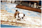 mini mini hra�ka SHIH TZU �t��ata na prodej