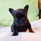 ZDRAV� a O�KOVAN� Prod�m �t��ata francouzsk�ho buldoka MINI.