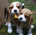 Vynikaj�c� �t��ata Ckc Beagle pro n�vrat dom�